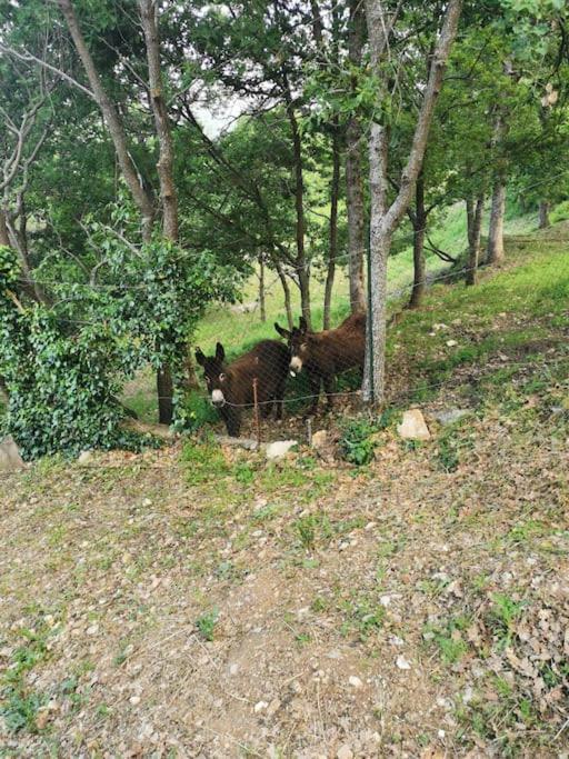 Appartement 2 Ou 4 Personnes. Venaco Venaco  Bagian luar foto